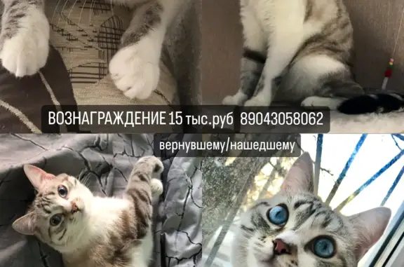 Пропал кот, Челябинск, ул. Танкистов 144