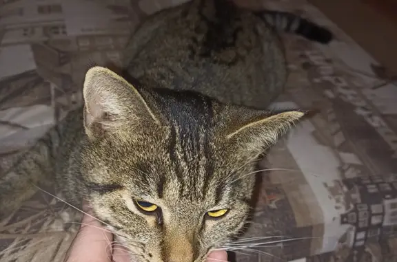 Найдена кошка: пр-т Станке Димитрова, 57
