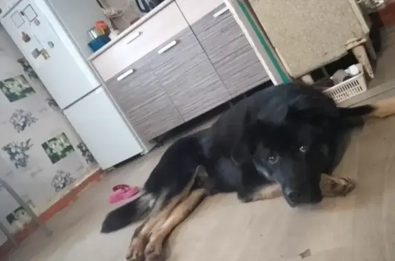 Пропала собака на Кутузова, 36