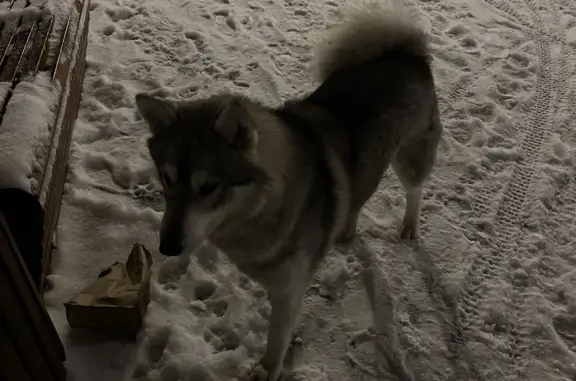 Найдена собака, Санкт-Петербург, фото: Найден хаски, Арцеуловская аллея, 17