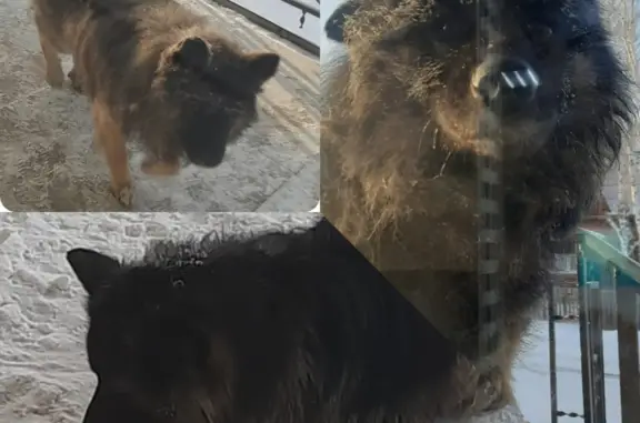Найден пёс: Мало-Ангарская, 82, Братск