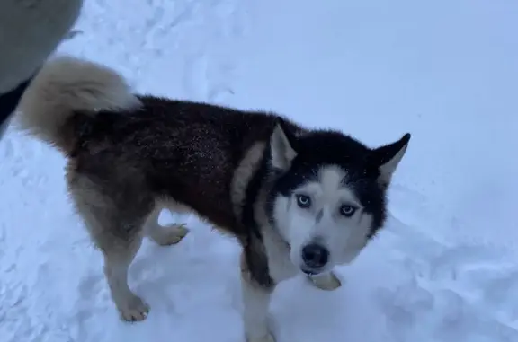 Найдена собака, Санкт-Петербург, фото: Хаски найден: Бассейная ул., СПб