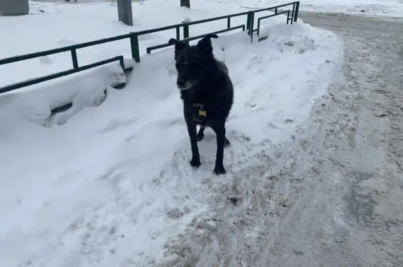 Найдена собака у пятёрочки, Зеленоград