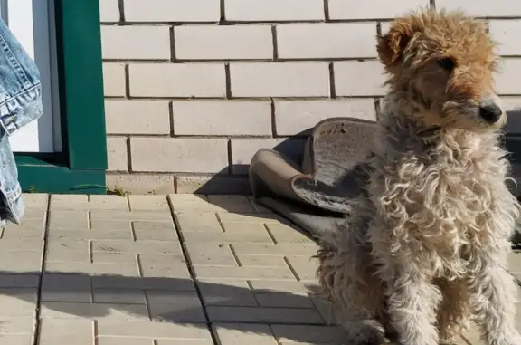 Пропала собака у оз. Булка, Алтай