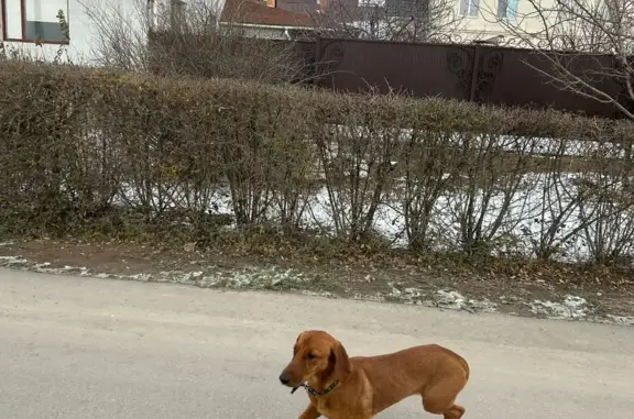 Найдена собака: Иртышская ул., 16