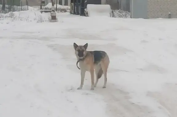 Найдена собака: Олимпийская ул., 19