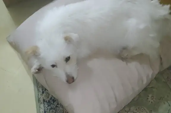 Найдена белая кошка: Дохтурова, 29