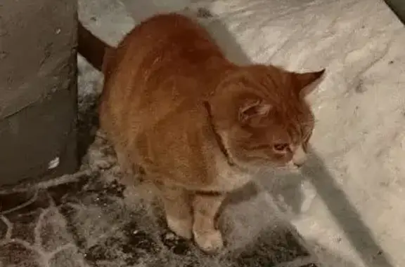 Найден рыжий кот в ошейнике, ул. Куусинена, 4А к4, Москва