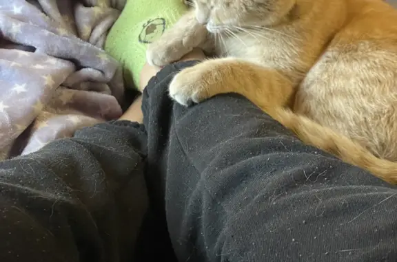 Кошки потеряшки, Лобня, фото: Потеряшка рыжий кот, Московская ул., Лобня