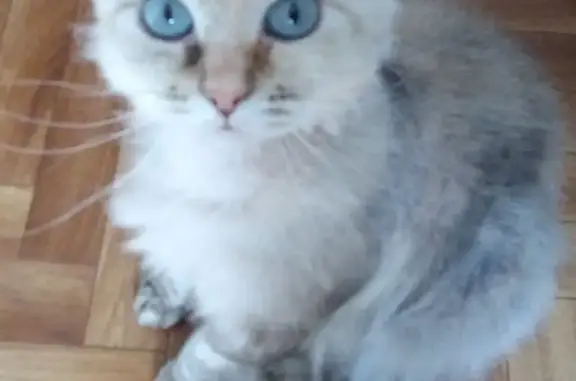 Найдена кошка около ЗИП, Краснодар