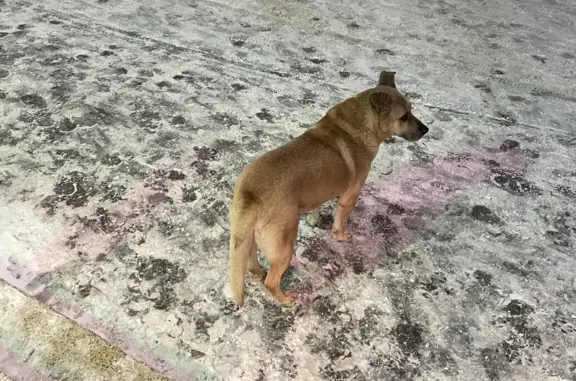 Найдена собака ул. Руставели, 8 к1