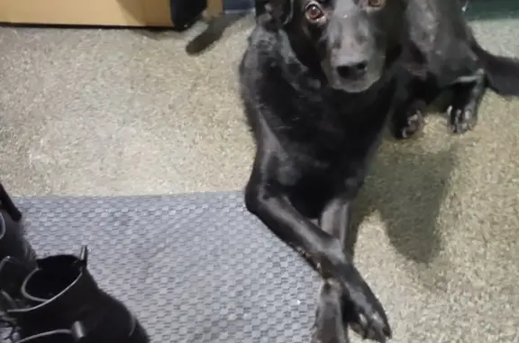 Найденные животные Санкт-Петербург, фото: Найдена собака у метро Удельная, СПб