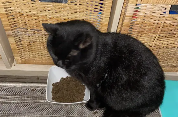 Найдена черная кошка в кп Фламандия