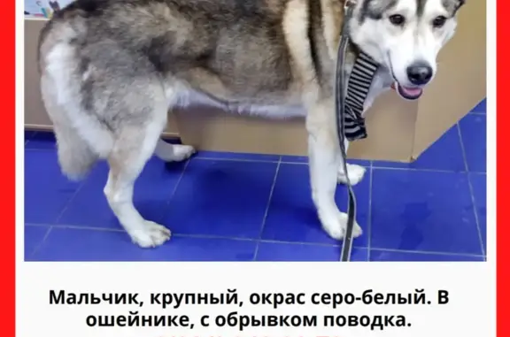 Собака найдена: Витебский пр., СПб