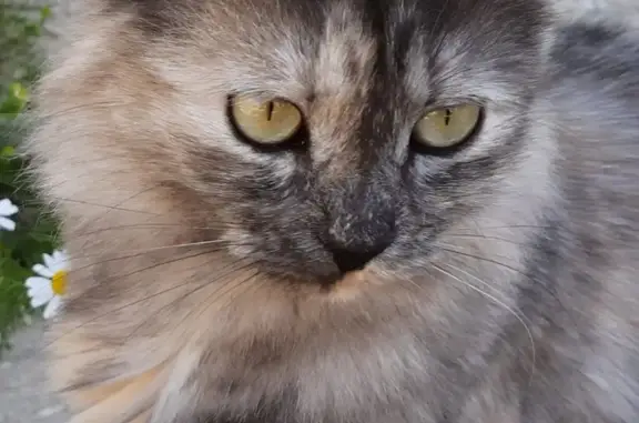 Пропала кошка: 2-я Бастионная, Севастополь