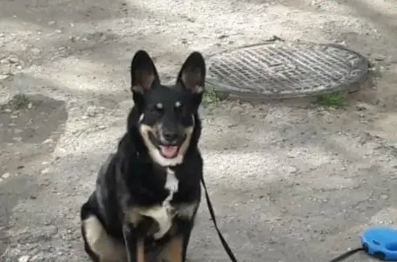 Пропала собака в Керчи, ул. И. Франко
