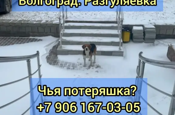 Собака потерялась в Волгограде, Городище