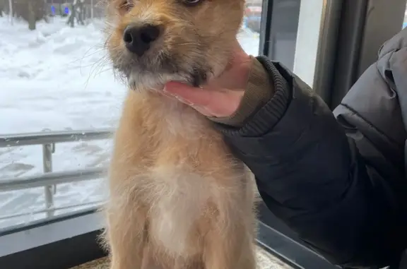 Найдена собака, метро Юго-Восток, Мск