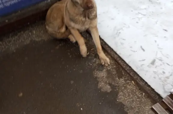 Найдена собака, Ростов-на-Дону, фото: Найден пес: 1-й Конной Армии, 33