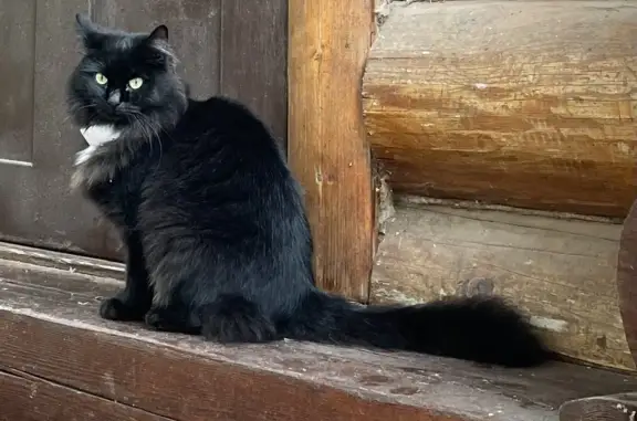 Пропала кошка в Кимрском районе