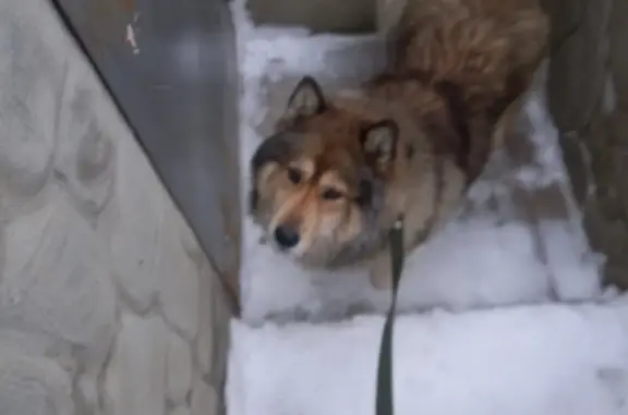 Собака найдена: Грамши 61, Воронеж