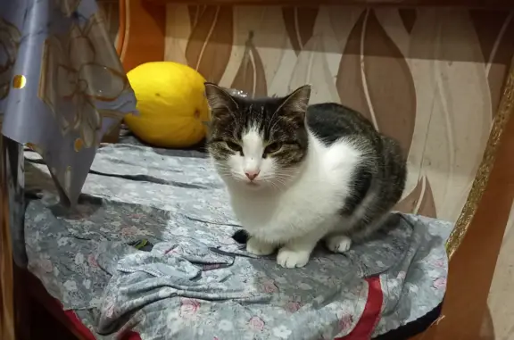 Пропала кошка: Сиреневый, 22, Магнитогорск