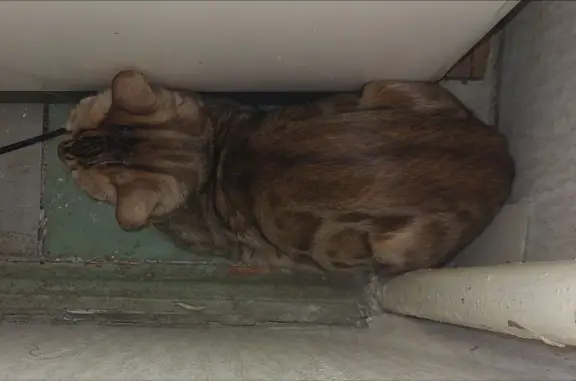 Найдена бенгальская кошка, ул. Островского 33
