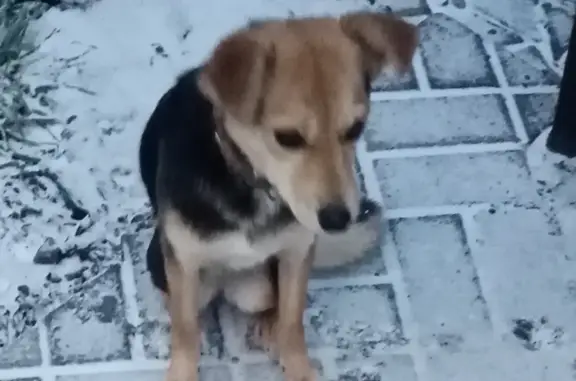 Найдена собака: Южная ул., 105, Будённовск