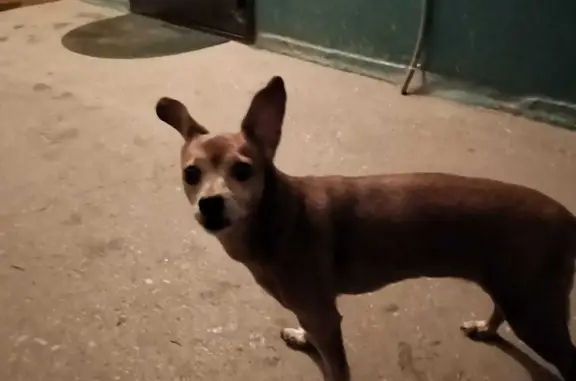 Найдена собака: Лесной проезд, 6, Уфа
