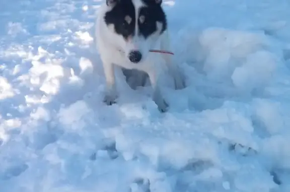 Пропала собака в Арзубихе, Вологда