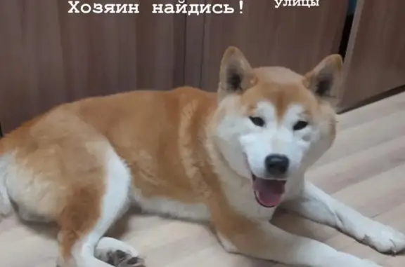 Найден пёс у МКАД, Ярославское ш.