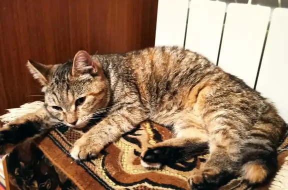 Трёхцветная кошка найдена в Лисках