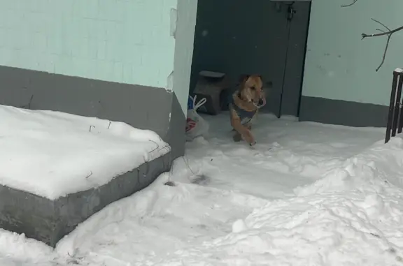 Найдена собака, Якушкина, Москва