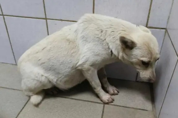 Пропала собака, городской округ Новочеркасск