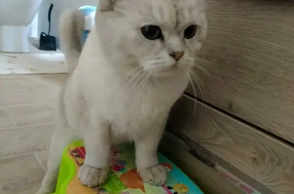 Найдена кошка: Тоннельная, 4, Ростов