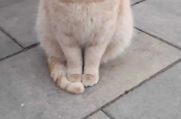 Найдена кошка на Киевской, Симферополь
