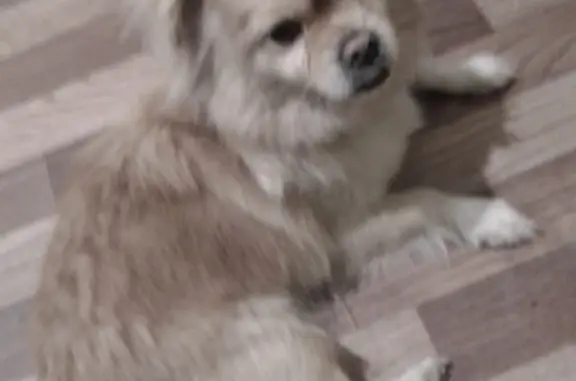 Найдена собака, Ростов-на-Дону, фото: Найдена собака Мила, Каскадная ул.