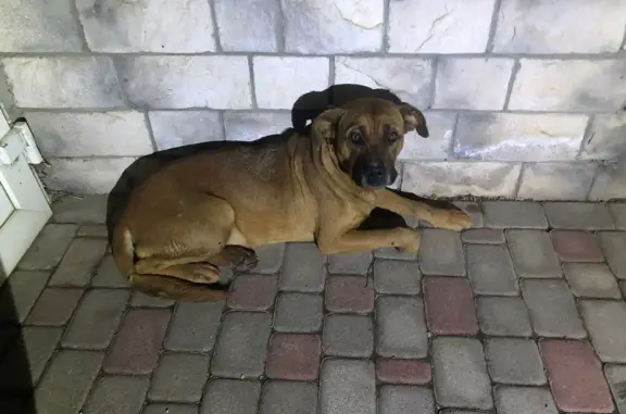 Пропала собака на Калинина, 42
