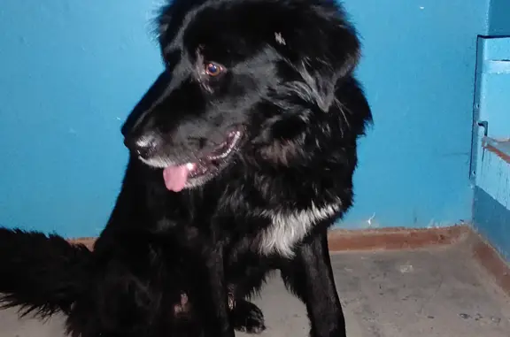 Найдена собака: Кижеватова, 14, Пенза
