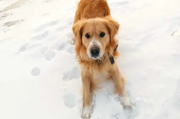 Найдена собака в Гоньбе, Алтай