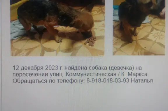 Найдена собака: ул. Дзержинского, 27
