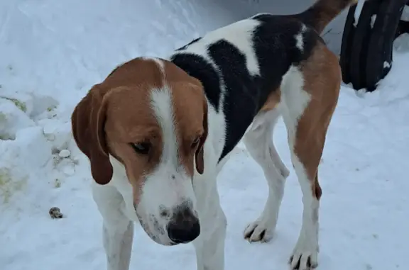 Собака найдена в Новосеславино, Тамбовка