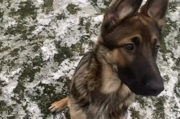 Собаки потеряшки, Волгоград, фото: Потеряшка кобель Гай, Волгоград