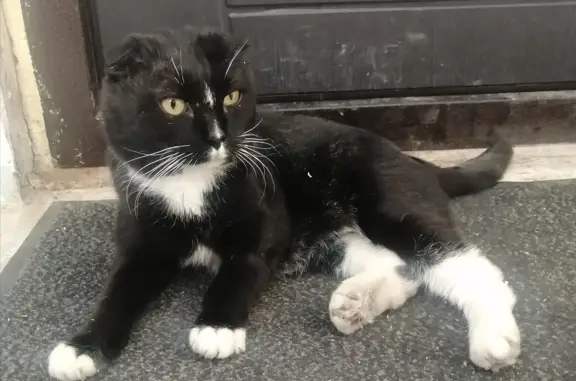 Найден вислоухий кот, Нагаево