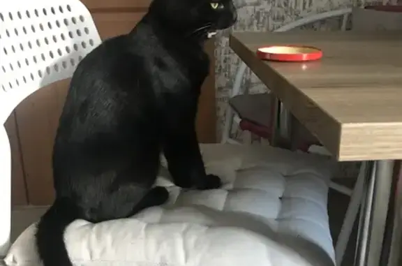 Пропала черная кошка: Кирочная, 18