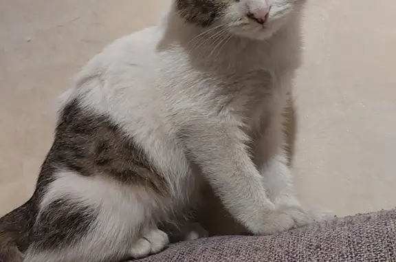 Найдена кошка на 9-м ряду, Кызыл