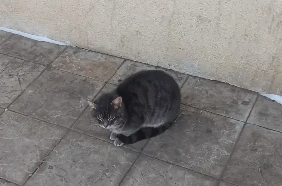 Найдена кошка на ул. Чапаева, 69
