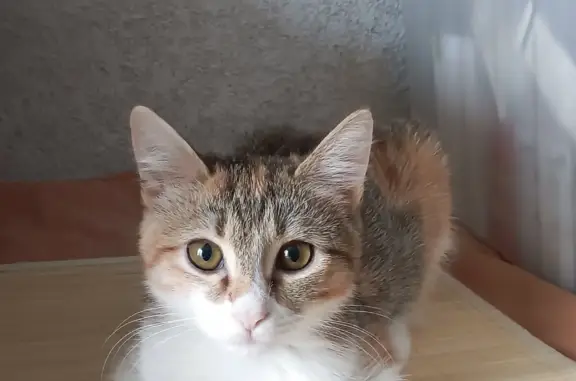 Найден котенок, Дербентская 21, Краснодар