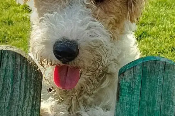 Собаки потеряшки, Нижняя Тавда, фото: Потеряшка Фокс-терьер! Первомайская, 15