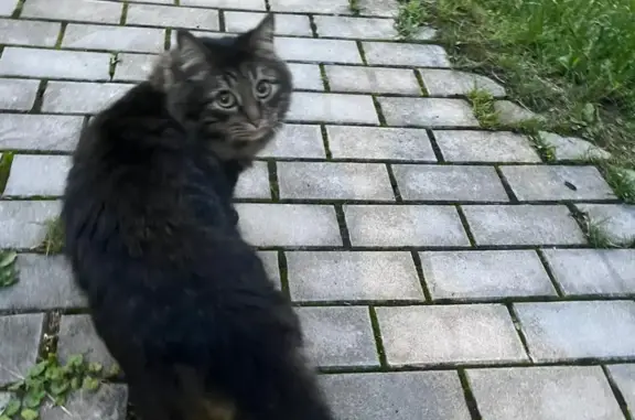 Пропал кот: Комсомольская д.4, Боня
